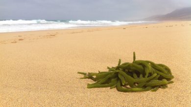 Playa de Cofete, Fuerteventura.